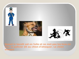Quand le bandit est en fuite et ne met pas les bras en
l’air, le policier dit au chien d’attaquer. Le chien
attaque
 