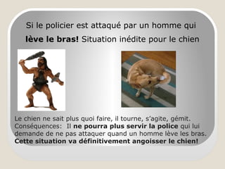 Le chien ne sait plus quoi faire, il tourne, s’agite, gémit.
Conséquences: Il ne pourra plus servir la police qui lui
demande de ne pas attaquer quand un homme lève les bras.
Cette situation va définitivement angoisser le chien!
Si le policier est attaqué par un homme qui
lève le bras! Situation inédite pour le chien
 