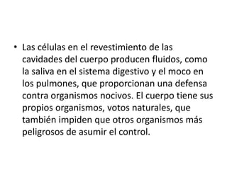 • Las células en el revestimiento de las
cavidades del cuerpo producen fluidos, como
la saliva en el sistema digestivo y el moco en
los pulmones, que proporcionan una defensa
contra organismos nocivos. El cuerpo tiene sus
propios organismos, votos naturales, que
también impiden que otros organismos más
peligrosos de asumir el control.
 