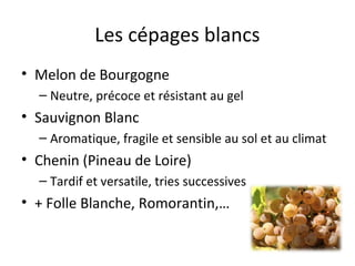 Les cépages blancs
• Melon de Bourgogne
– Neutre, précoce et résistant au gel
• Sauvignon Blanc
– Aromatique, fragile et sensible au sol et au climat
• Chenin (Pineau de Loire)
– Tardif et versatile, tries successives
• + Folle Blanche, Romorantin,…
 