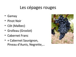 Les cépages rouges
• Gamay
• Pinot Noir
• Côt (Malbec)
• Grolleau (Groslot)
• Cabernet Franc
• + Cabernet Sauvignon,
Pineau d’Aunis, Negrette,…
 