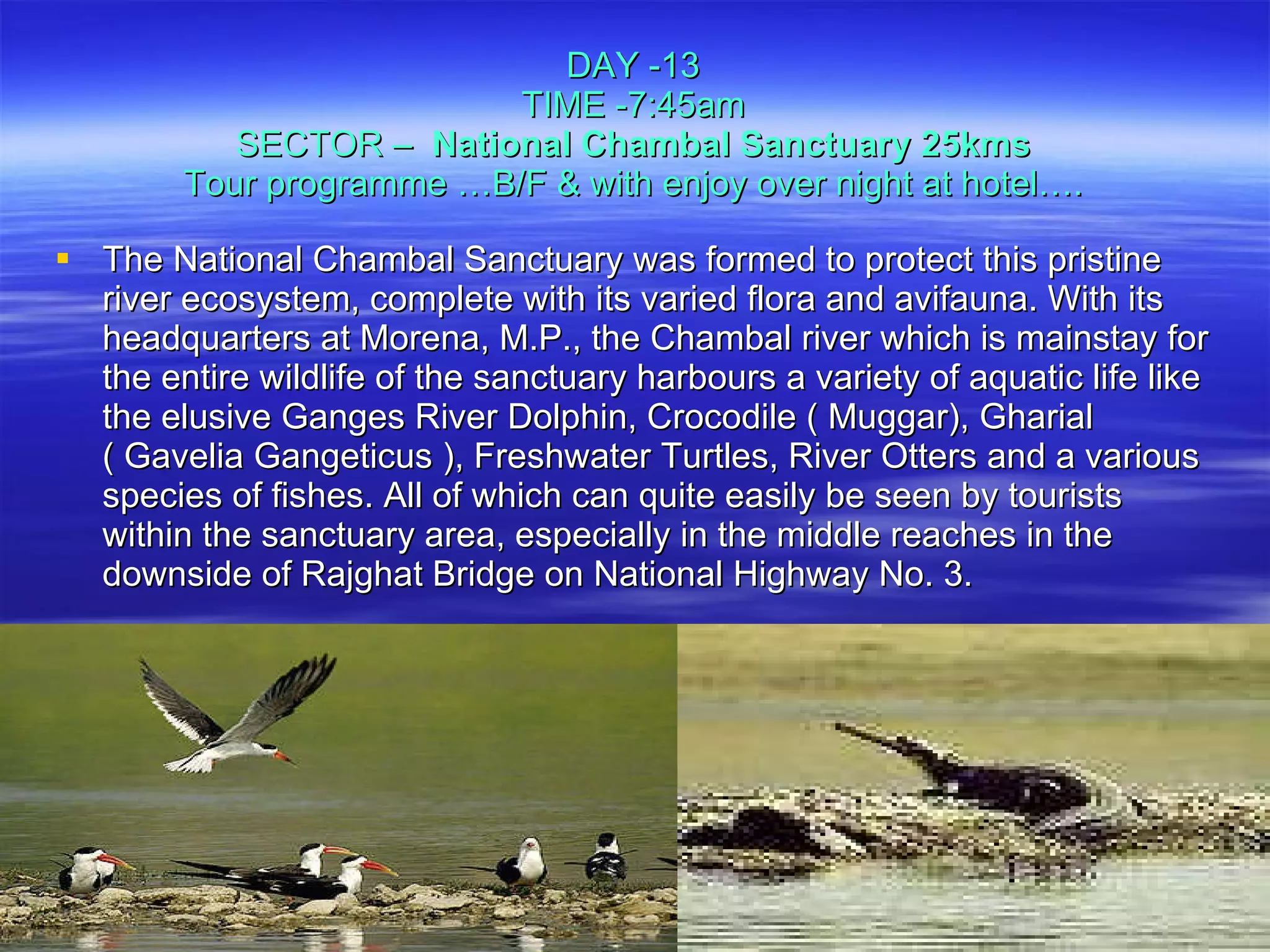 DAY -13 TIME -7:45am SECTOR –  National Chambal Sanctuary 25kms Tour programme …B/F & with enjoy over night at hotel…. The National Chambal Sanctuary was formed to protect this pristine river ecosystem, complete with its varied flora and avifauna. With its headquarters at Morena, M.P., the Chambal river which is mainstay for the entire wildlife of the sanctuary harbours a variety of aquatic life like the elusive Ganges River Dolphin, Crocodile ( Muggar), Gharial ( Gavelia Gangeticus ), Freshwater Turtles, River Otters and a various species of fishes. All of which can quite easily be seen by tourists within the sanctuary area, especially in the middle reaches in the downside of Rajghat Bridge on National Highway No. 3. 