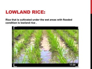 cultivation of rice | PPTX