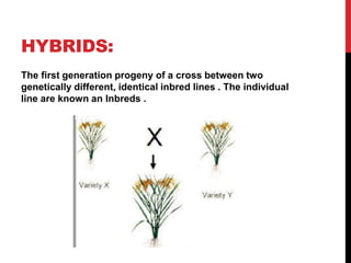 cultivation of rice | PPTX