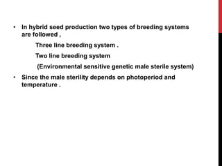 cultivation of rice | PPTX