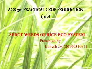 AGR 301 PRACTICAL CROP PRODUCTION
(0+2)
SEDGE WEEDS OF RICE ECO-SYSTEM
Presented by
Lokesh .M (2019031031)
 