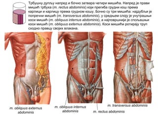 m. obliquus externus
abdominis
m. obliquus internus
abdominis
m. transversus abdominis
m. rectus abdominis
Трбушну дупљу напред и бочно затвара четири мишића. Напред је прави
мишић трбуха (m. rectus abdominis) који прегиба грудни кош према
карлици и карлицу према грудном кошу. Бочно су три мишића: најдубљи је
попречни мишић (m. transversus abdominis), у средњем слоју је унутрашњи
коси мишић (m. obliquus internus abdominis), а најповршнији је спољашњи
коси мишић (m. obliquus externus abdominis). Коси мишићи ротирају труп
сходно правцу својих влакана.
 