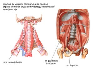 mm. prevertebrales
m. quadratus
lumborum
m. iliopsoas
Уколико су мишићи постављени са предње
стране кичменог стуба они учествују у прегибању
или флексији.
 