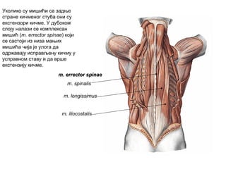 m. errector spinaem. errector spinae
m. spinalis
m. longissimus
m. iliocostalis
Уколико су мишићи са задње
стране кичменог стуба они су
екстензори кичме. У дубоком
слоју налази се комплексан
мишић (m. errector spinae) који
се састоји из низа мањих
мишића чија је улога да
одржавају исправљену кичму у
усправном ставу и да врше
екстензију кичме.
 