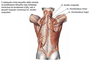 m. levator scapulae
m. rhomboideus major
У средњем слоју мишића леђа налазе
се ромбоидни мишићи који померају
лопатице ка кичменом стубу, као и
мишић подизач лопатице (m. levator
scapulae).
m. rhomboideus minor
 