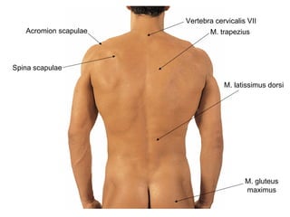 Vertebra cervicalis VII
Spina scapulae
Acromion scapulae M. trapezius
M. latissimus dorsi
M. gluteus
maximus
 
