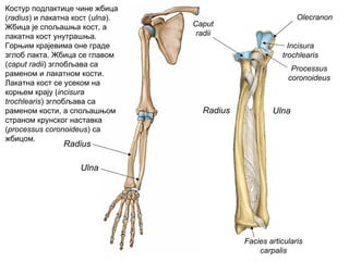 Radius
Ulna
Radius Ulna
Caput
radii
Olecranon
Processus
coronoideus
Facies articularis
carpalis
Incisura
trochlearis
Костур подлактице чине жбица
(radius) и лакатна кост (ulna).
Жбица је спољашња кост, а
лакатна кост унутрашња.
Горњим крајевима оне граде
зглоб лакта. Жбица се главом
(caput radii) зглобљава са
раменом и лакатном кости.
Лакатна кост се усеком на
корњем крају (incisura
trochlearis) зглобљава са
раменом кости, а спољашњом
страном крунског наставка
(processus coronoideus) са
жбицом.
 