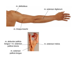 m. deltoideus
m. triceps brachii
m. extensor digitorum
m. abductor pollicis
longus + m. extensor
pollicis brevis
m. extensor
pollicis longus
m. extensor indicis
 