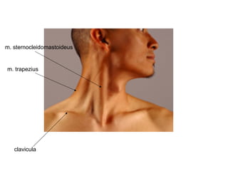 clavicula
m. sternocleidomastoideus
m. trapezius
 