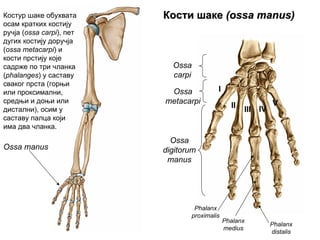 КостиКости шакешаке ((ossa manusossa manus))
Ossa
carpi
Ossa
metacarpi
Ossa
digitorum
manus
I
II
III IV
V
Phalanx
proximalis
Phalanx
medius
Phalanx
distalis
Ossa manus
Костур шаке обухвата
осам кратких костију
ручја (ossa carpi), пет
дугих костију доручја
(ossa metacarpi) и
кости прстију које
садрже по три чланка
(phalanges) у саставу
сваког прста (горњи
или проксимални,
средњи и доњи или
дистални), осим у
саставу палца који
има два чланка.
 