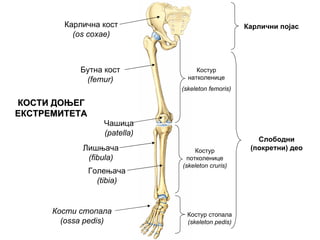 Карлични појас
Слободни
(покретни) део
Карлична кост
(os coxae)
Бутна кост
(femur)
Чашица
(patella)
Лишњача
(fibula)
Кости стопала
(ossa pedis)
КОСТИКОСТИ ДОЊЕГДОЊЕГ
ЕКСТРЕМИТЕТАЕКСТРЕМИТЕТА
Голењача
(tibia)
Костур
натколенице
(skeleton femoris)
Костур
потколенице
(skeleton cruris)
Костур стопала
(skeleton pedis)
 
