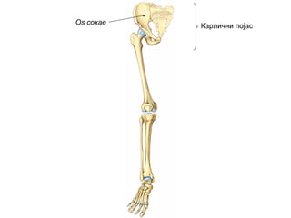 Карлични појас
Os coxae
 
