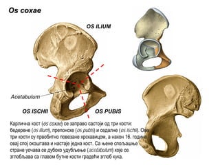 Os coxaeOs coxae
OS ILIUM
OS PUBISOS ISCHII
Acetabulum
Карлична кост (os coxaeos coxae) се заправо састоји од три кости:
бедерене (os ilium), препонске (os pubis) и седалне (os ischii). Ове
три кости су првобитно повезане хрскавицом, а након 16. године
овај спој окоштава и настаје једна кост. Са њене спољашње
стране уочава се дубоко удубљење (acetabulum) које се
зглобљава са главом бутне кости градећи зглоб кука.
 