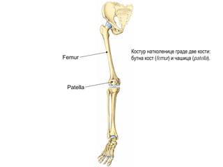 Femur
Patella
Костур натколенице граде две кости:
бутна кост (femur) и чашица (patella).
 