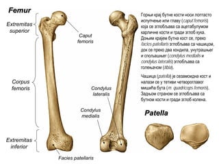 FemurFemur
Extremitas
superior
Corpus
femoris
Extremitas
inferior
Caput
femoris
PatellaPatella
Condylus
lateralis
Condylus
medialis
Facies patellaris
Горњи крај бутне кости носи лоптасто
испупчење или главу (caput femoris)
која се зглобљава са ацетабулумом
карличне кости и гради зглоб кука.
Доњим крајем бутна кост се, преко
facies patellaris зглобљава са чашицом,
док се преко два кондила, унутрашњег
и спољашњег (condylus medialis и
condylus lateralis) зглобљава са
голењачом (tibia).
Чашица (patella) је сезамоидна кост и
налази се у тетиви четвороглавог
мишића бута (m. quadriceps femoris).
Задњом страном се зглобљава са
бутном кости и гради зглоб колена.
 