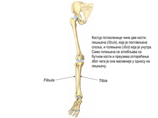 Fibula Tibia
Костур потколенице чине две кости:
лишњача (fibula), која је постављена
споља, и голењача (tibia) која је унутра.
Само голењача се зглобљава са
бутном кости и преузима оптерећење
због чега је она масивнија у односу на
лишњачу.
 