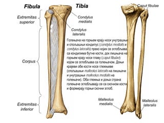 FibulaFibula TibiaTibia
Extremitas
superior
Corpus
Extremitas
inferior
Malleolus
lateralis
Malleolus
medialis
Condylus
medialis
Condylus
lateralis
Caput fibulae
Голењача на горњем крају носи унутрашњи
и спољашњи кондилус (condylus medialis и
condylus lateralis) преко којих се зглобљава
са кондилима бутне кости, док лишњача на
горњем крају носи главу (caput fibulae)
којом се зглобљава са голењачом. Доњи
крајеви обе кости носе глежњеве
(спољашњи malleolus lateralis на лишњачи
и унутрашњи malleolus medialis на
голењачи). Оба глежња и доња страна
голењаче зглобљавају се са скочном кости
и формирају горњи скочни зглоб.
 