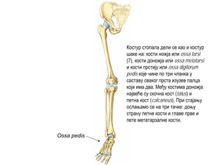 Ossa pedis
Костур стопала дели се као и костур
шаке на: кости ножја или ossa tarsi
(7), кости доножја или ossa metatarsi
и кости прстију или ossa digitorum
pedis које чине по три чланка у
саставу сваког прста изузев палца
који има два. Међу костима доножја
највеће су скочна кост (talus) и
петна кост (calcaneus). При стајању
ослањамо се на три тачке: доњу
страну петне кости и главе прве и
пете метатарзалне кости.
 