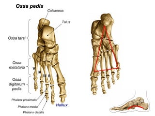 Ossa pedisOssa pedis
Ossa
digitorum
pedis
Ossa
metatarsi
Ossa tarsi
Talus
Calcaneus
IIIIII
IV
V
Hallux
Phalanx proximalis
Phalanx media
Phalanx distalis
 