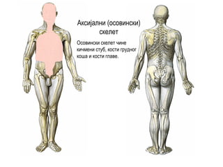 Аксијални (осовински)
скелет
Осовински скелет чине
кичмени стуб, кости грудног
коша и кости главе.
 
