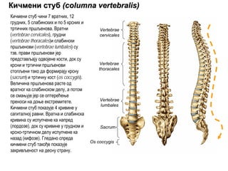 КичмениКичмени стубстуб ((columna vertebraliscolumna vertebralis))
Vertebrae
cervicales
Vertebrae
thoracales
Vertebrae
lumbales
Sacrum
Os coccygis
Кичмени стуб чини 7 вратних, 12
грудних, 5 слабинских и по 5 крсних и
тртичних пршљенова. Вратни
(vertebrae cervicales), грудни
(vertebrae thoracales)и слабински
пршљенови (vertebrae lumbales) су
тзв. прави пршљенови јер
представљају одвојене кости, док су
крсни и тртични пршљенови
стопљени тако да формирају крсну
(sacrum) и тртичну кост (os coccygis).
Величина пршљенова расте од
вратног ка слабинском делу, а потом
се смањује јер се оптерећење
преноси на доње екстремитете.
Кичмени стуб показује 4 кривине у
сагиталној равни. Вратна и слабинска
кривина су испупчене ка напред
(лордозе), док су кривине у грудном и
крсно-тртичном делу испупчене ка
назад (кифозе). Гледано спреда
кичмени стуб такође показује
закривљеност на десну страну.
 