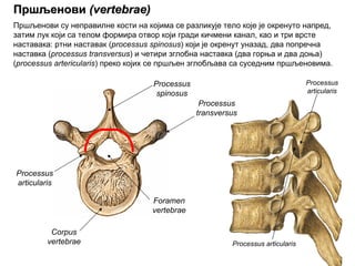 ПршљеновиПршљенови ((vertebraevertebrae))
Corpus
vertebrae
Processus
articularis
Processus
spinosus
Processus
transversus
Foramen
vertebrae
Processus
articularis
Processus articularis
Пршљенови су неправилне кости на којима се разликује тело које је окренуто напред,
затим лук који са телом формира отвор који гради кичмени канал, као и три врсте
наставака: ртни наставак (processus spinosus) који је окренут уназад, два попречна
наставка (processus transversus) и четири зглобна наставка (два горња и два доња)
(processus artericularis) преко којих се пршљен зглобљава са суседним пршљеновима.
 
