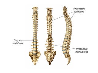 Corpus
vertebrae
Processus
spinosus
Processus
transversus
 