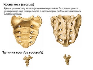 КрснаКрсна косткост ((sacrumsacrum))
Крсна и тртична кост су настале сједињавањем пршљенова. Са предње стране се
уочавају линије споја тела пршљенова, а са задње стране гребени настали стапањем
њихових наставака.
ТртичнаТртична косткост ((os coccygisos coccygis))
 