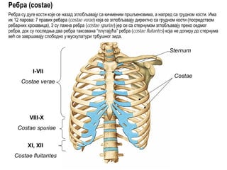 Sternum
I-VII
Costae verae
VIII-X
Costae spuriae
XI, XII
Costae fluitantes
Costae
Ребра (costae)
Ребра су дуге кости које се назад зглобљавају са кичменим пршљеновима, а напред са грудном кости. Има
их 12 парова: 7 правих ребара (costae verae) која се зглобљавају директно са грудном кости (посредством
ребарних хрскавица), 3 су лажна ребра (costae spuriae) јер се са стернумом зглобљавају преко седмог
ребра, док су последња два ребра такозвана “плутајућа” ребра (costae fluitantes) која не допиру до стернума
већ се завршавају слободно у мускулатури трбушног зида.
 