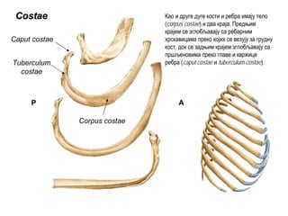 CostaeCostae
Corpus costae
Caput costae
AP
Tuberculum
costae
Као и друге дуге кости и ребра имају тело
(corpus costae) и два краја. Предњим
крајем се зглобљавају са ребарним
хрскавицама преко којих се везују за грудну
кост, док се задњим крајем зглобљавају са
пршљеновима преко главе и квржице
ребра (caput costae и tuberculum costae).
 