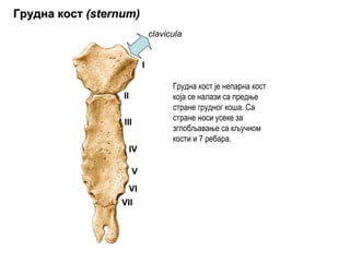 ГруднаГрудна косткост ((sternumsternum))
clavicula
I
II
III
IV
V
VI
VII
Грудна кост је непарна кост
која се налази са предње
стране грудног коша. Са
стране носи усеке за
зглобљавање са кључном
кости и 7 ребара.
 