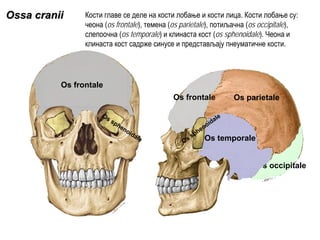 Ossa craniiOssa cranii
Os frontale
Os frontale Os parietale
Os occipitale
Os temporaleOs sphenoidaleOs sphenoidale
Кости главе се деле на кости лобање и кости лица. Кости лобање су:
чеона (os frontale), темена (os parietale), потиљачна (os occipitale),
слепоочна (os temporale) и клинаста кост (os sphenoidale). Чеона и
клинаста кост садрже синусе и представљају пнеуматичне кости.
 