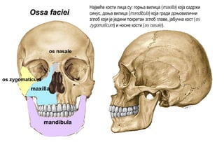 mandibula
maxilla
os zygomaticum
os nasale
Ossa facieiOssa faciei
Највеће кости лица су: горња вилица (maxilla) која садржи
синус, доња вилица (mandibula) која гради доњовилични
зглоб који је једини покретан зглоб главе, јабучна кост (os
zygomaticum) и носне кости (os nasale).
 