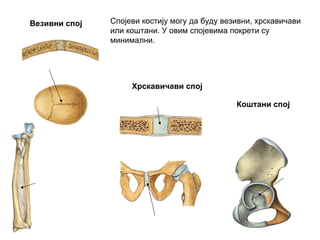 Везивни спој
Хрскавичави спој
Коштани спој
Спојеви костију могу да буду везивни, хрскавичави
или коштани. У овим спојевима покрети су
минимални.
 