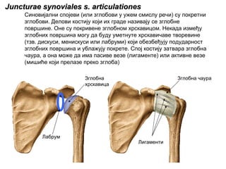 Juncturae synoviales s. articulationesJuncturae synoviales s. articulationes
Синовијални спојеви (или зглобови у ужем смислу речи) су покретни
зглобови. Делови костију који их граде називају се зглобне
површине. Оне су покривене зглобном хрскавицом. Некада између
зглобних површина могу да буду уметнуте хрскавичаве творевине
(тзв. дискуси, менискуси или лабруми) који обезбеђују подударност
зглобних површина и ублажују покрете. Спој костију затвара зглобна
чаура, а она може да има пасиве везе (лигаменте) или активне везе
(мишиће који прелазе преко зглоба)
Зглобна
хрскавица
Лабрум
Лигаменти
Зглобна чаура
 