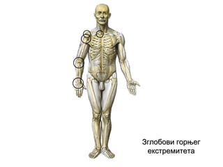 ЗглобовиЗглобови горњеггорњег
екстремитетаекстремитета
 