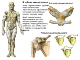 Articulatio sternoclavicularisArticulatio sternoclavicularis
Articulatio acromioclavicularisArticulatio acromioclavicularis
Зглобови раменог појаса:
Зглоб кључне кости са грудном
кости или Аrticulatio
sternoclavicularis (врши покрете
померања рамена навише,
наниже, напред и назад)
Зглоб кључне кости са
лопатицом или аrticulatio
acromioclavicularis (прати
покрете у претходном зглобу);
лигаменти овог зглоба често
су подложни повредама код
скијаша.
 