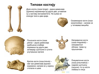 Дуге кости (ossa longa) – једна димензија
(дужина) израженија од друге две; углавном
су у саставу екстремитета. На њима се
описује тело и два краја.
Кратке кости (ossa brevia) –
све три димензије једнако
изражене; налазе се у корену
стопала и шаке
Пљоснате кости (ossa
plana) – једна димензија
(дебљина) слабије
изражена од друге две;
затварају шупљине и штите
унутрашње органе
Неправилне кости
(ossa irregularia) –
неправилног
облика; такви су
пршљенови
Сезамоидне кости (ossa
sesamoidea) – налазе се
у тетивама мишића
Пнеуматичне кости
(ossa pneumatica) –
садрже шупљину
(синуси); то су кости
лобање и лица
Типови костију
 