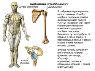 ЗглобЗглоб раменарамена ((articulatio humeriarticulatio humeri))
Cavitas glenoidalis Caput humeri
Labrum
glenoidale
Зглоб рамена граде рамена
кост и лопатица. Између
зглобних површина (cavitas
glenoidalis и caput humeri)
уметнут је хрскавичави колут
(labrum glenoidale) који
повећава подударност
зглобних површина.
Лигаменти су распоређени са
предње и горње стране, а
преко предње, горње и задње
стране зглоба прелазе
мишићи рамена.
Зглоб је по типу кугласт и у
њему се врше покрети
флексије, екстензије,
абдукције,
адукцијеунутрашње и
спољашње ротације и покрет
циркумдукције.
 