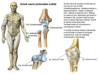 ЗглобЗглоб лакталакта ((articulatio cubitiarticulatio cubiti))
Art. humeroulnarisArt. humeroulnaris
Art. humeroradialisArt. humeroradialis
Art. radioulnarisArt. radioulnaris
proximalisproximalis
Lig. anulare radii
lig. collaterale radiale lig. collaterale ulnare
Зглоб лакта је сложен зглоб који се
састоји из три зглоба
(хумерорадијални, хумероулнарни и
радиоулнарни). Граде га рамена
кост, жбица и лакатна кост. Жбицу
уз лакатну кост фиксира прстенасти
лигамент (lig. anulare radii) унутар
кога се врши обртање жбице. Зглоб
је ојачан колатералним
лигаментима са спољашње и
унутрашње стране.
У зглобу се врше покрети флексије
и екстензије и покрети ротације
подлактице, који се називају
супинација и пронација.
 