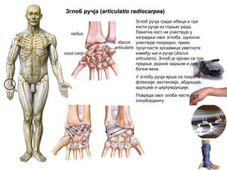ЗглобЗглоб ручјаручја ((articulatio radiocarpeaarticulatio radiocarpea))
discus
articularis
radius
ossa carpi
Зглоб ручја граде жбица и три
кости ручја из горњег реда.
Лакатна кост не учествује у
изградњи овог зглоба, односно
учествује посредно, преко
троугласте хрскавице уметнуте
између ње и ручја (discus
articularis). Зглоб је ојачан са три
предње, једном задњом и две
бочне везе.
У зглобу ручја врше се покрети
флексије, екстензије, абдукције,
адукције и циркумдукције.
Повреде овог злоба честе су у
сноубордингу.
 