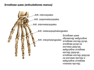 ЗглобовиЗглобови шакешаке ((articulatiarticulatiооnes manusnes manus))
Artt. intercarpales
Artt. carpometacarpales
Artt. metacarpophalangeales
Artt. interphalangeales
Artt. intermetacarpales
Зглобови шаке
обухватају међусобне
зглобове костију ручја,
зглобове ручја са
костима доручја,
међусобне зглобове
костију доручја ,
зглобове костију доручја
са костима прстију и
међусобне зглобове
чланака прстију.
 