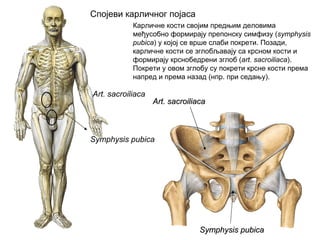 Symphysis pubica
Art. sacroiliaca
Art. sacroiliacaArt. sacroiliaca
Symphysis pubicaSymphysis pubica
Спојеви карличног појаса
Карличне кости својим предњим деловима
међусобно формирају препонску симфизу (symphysis
pubica) у којој се врше слаби покрети. Позади,
карличне кости се зглобљавају са крсном кости и
формирају крснобедрени зглоб (art. sacroiliaca).
Покрети у овом зглобу су покрети крсне кости према
напред и према назад (нпр. при седању).
 