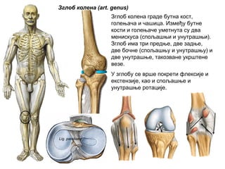 Зглоб колена (art. genus)
Зглоб колена граде бутна кост,
голењача и чашица. Између бутне
кости и голењаче уметнута су два
менискуса (спољашњи и унутрашњи).
Зглоб има три предње, две задње,
две бочне (спољашњу и унутрашњу) и
две унутрашње, такозване укрштене
везе.
У зглобу се врше покрети флексије и
екстензије, као и спољашње и
унутрашње ротације.
Lig. patellae
 