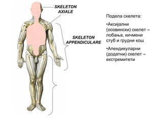SKELETON
AXIALE
SKELETON
APPENDICULARE
Подела скелета:
•Аксијални
(осовински) скелет –
лобања, кичмени
стуб и грудни кош
•Апендикуларни
(додатни) скелет –
екстремитети
 